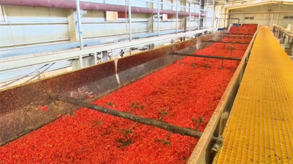 高臺(tái) 脫水蔬菜走俏國際市場(chǎng) 內(nèi)陸水產(chǎn)養(yǎng)殖產(chǎn)銷兩旺