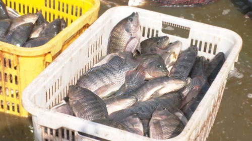 景洪內(nèi)陸水產(chǎn)養(yǎng)殖 水上春耕按下加速鍵，產(chǎn)銷一體化激活新動(dòng)能