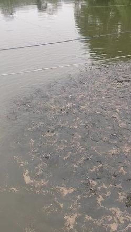 深耕內(nèi)陸水產(chǎn)養(yǎng)殖 紅盛水產(chǎn)的黃骨魚養(yǎng)殖與銷售之路