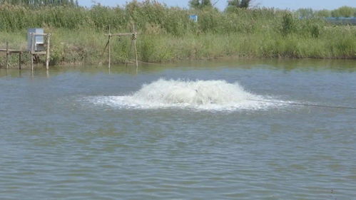 烏拉特前旗兩家水產健康養殖示范場入選“國家隊”，引領內陸水產養殖銷售新篇章