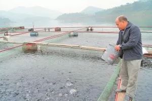 內陸水產養殖攻略 9大方法有效降低飼料成本，提升銷售利潤